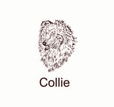Collie
